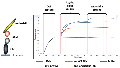 Figure 8. Characterization of bispecific biFab. Biotinylated human CA9 was captured on a streptavidin biosensor tip. Fab/mAb/biFab samples were then allowed to bind as indicated in the figure. Subsequently, human endosialin/TEM-1 binding to the captured complexes was measured.