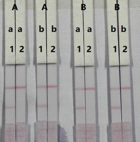 Figure 5. Optimisation of the immunochromatographic strip. Concentration of coating antigen (A) 0.5 mg/mL; (B) 1 mg/mL. The amount of the mAb that add in GNP: (a) 8 µg/mL; (b) 10 µg/mL. The standard concentration: (1) 0 ng/mL; (2) 5 ng/mL.