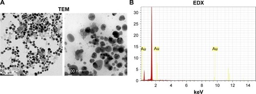 Figure 4 (A) TEM and (B) EDX analysis of AuNPs synthesized from Sx.Abbreviations: EDX, energy-dispersive X-ray analysis; TEM, transmission electron microscopy; AuNPs, gold nanoparticles; Sx, Solanum xanthocarpum.
