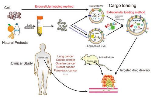 Figure 4 EVs as targeted transport nanocarriers in cancer therapy.