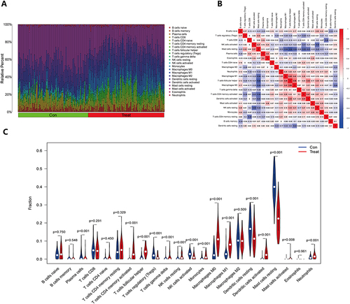 Figure 7 Immune cell infiltration in psoriasis. (A) The histogram of immune cells in the training group shows the distribution of immune cells across different sample types. The horizontal axis shows the sample type, whereas the vertical axis reflects the immune cell content. On the right side of the picture, the color of each immune cell is shown, providing a visual representation of the different cell types and their relative abundance in each sample; (B) The heat map displays the relationship between immune cells. The names of immune cells are represented by the horizontal and vertical axes, and the values inside each square show the correlation coefficients between immune cells. Positive correlations are shown as red squares, whereas negative correlations are shown as blue squares. The heat map provides a useful visual representation of the relationships between different immune cell types; (C) The violin plot depicts the difference in immune cell composition between the psoriasis and control groups. The horizontal axis indicates immune cell names, whereas the vertical axis reflects immune cell concentration. The blue violin represents the control group, while the red violin represents the psoriasis group. The violin plot depicts the variations in immune cell content between the two groups in a straightforward and succinct manner.