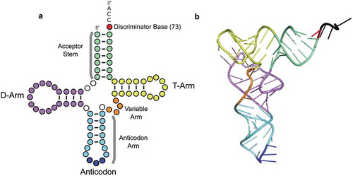 Figure 1. tRNA structure. (a) tRNAs are represented as cloverleaf structures in two dimensions. (b) In three dimensions, tRNAs fold into an L-shape stabilized by intramolecular base-pairing shown here by the tRNAPhe structure [PDB: 1HEZ; [Citation20]]. In both diagrams, the tRNA structural elements are colored: acceptor stem (green), dihydrouridine (D)-arm (purple), anticodon stem (light blue), anticodon (bases 34, 35, 36 in dark blue), variable arm (orange), T-arm (yellow) and the discriminator base (red).