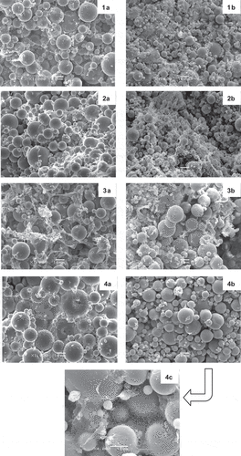 Figure 2. Microstructure of salad dressings added of whey protein products. 1: bovine whey protein concentrate; 2: aggregates powder; 3: unclarified caprine whey powder; 4: clarified caprine whey powder. Images a: product at 0.5% protein; images b: product at 1% protein. Images a and b: magnification of 1000x; image 4c: magnification of 4000x.