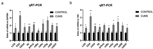 Figure 5. The validation of differentially expressed mRNAs in the lung tissue from mice with CUMS-induced depression-like behaviors and controls. Notes: Ten mRNAs were involved in immue pathways and were selected for qRT-PCR analysis(a) qRT-PCR was used to analyze the relative values of Lck, Cd3e, Cd4, Cd3g, Cd3d, Cd8a, Prkcq, itk, Cd28, Cd247 from mice with CUMS-induced depression-like behaviors and controls (n = 6 per group), in which GAPDH was used for endogenous control (b) The relative level of of Lck, Cd3e, Cd4, Cd3g, Cd3d, Cd8a, Prkcq, itk, Cd28, Cd247 gene expression from mice with CUMS-induced depression like behaviors (n = 6) and controls (n = 6), which were analyzed using 18s as the internal control. The relative values for control mice were normalized to be one. The data are expressed as mean ± SEM. *P < 0.1, **P < 0.01.