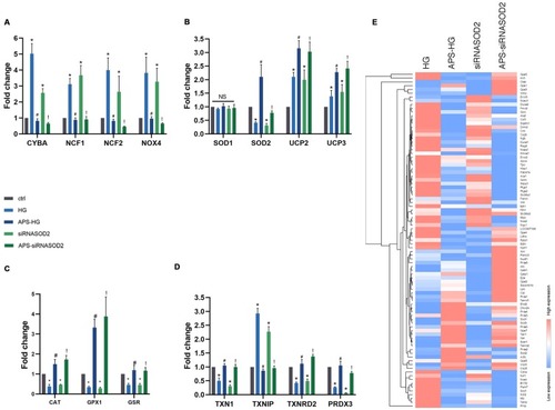 Figure 4 APS regulates the expression level of related oxidative stress genes in H9C2 cells. (A–D) Genes that changed significantly after APS treatment were analyzed and presented in the bar graph. (E) The expressions of 84 oxidative stress-related genes in HG, APS-HG, siRNASOD2, and APS-siRNASOD2 groups were detected by oxidative stress PCR arrays. Values of heat map indicate the ratio of expression of experimental group to that of control group. Clustering was performed using Euclidean distance and the up-regulated (red) or down-regulated (blue) redox stress-specific transcripts in each group were compared. Values are presented as mean ± SEM. The two-group analysis was performed using the independent samples t-test between HG and ctrl, siRNASOD2 and ctrl, APS-HG and HG, APS-siRNASOD2 and siRNASOD2. *P<0.05 vs ctrl, #P<0.05 vs HG, and !P<0.05 vs siRNASOD2, corresponding to all the repetitions in the study.