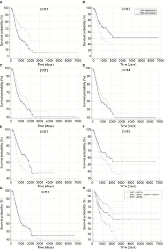 Figure 2 Recurrence-free survival in TCGA NSCLC patients stratified by high and low sirtuin expression (SIRT1–7) or a combination of SIRT1 and SIRT2 were compared with Kaplan–Meier plot curves. (A) SIRT1, (B) SIRT2, (C) SIRT3, (D) SIRT4, (E) SIRT5, (F) SIRT6, (G) SIRT7, and (H) Combination of SIRT1 and SIRT2.Abbreviations: TCGA, The Cancer Genome Atlas; NSCLC, non–small cell lung cancer; SIRT1, sirtuin 1; SIRT2, sirtuin 2; SIRT3, sirtuin 3; SIRT4, sirtuin 4; SIRT5, sirtuin 5; SIRT6, sirtuin 6; SIRT7, sirtuin 7; +, high expression; –, low expression.