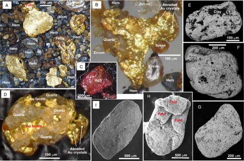 Figure 4. Detrital heavy minerals from the auriferous basal gravels of the Waikaia paleochannel. A, Hematite (Hem) and subordinate magnetite (Mt) form abundant black sand, with variably rounded and flattened gold particles. Round gold particle to right of centre has intergrown Fe oxyhydroxide (FeOx) and quartz. B, Small angular gold nugget with intergrown quartz, and accompanying hematite, zircon and spessartine garnet (Spess) heavy mineral suite. C, Cinnabar clast (HgS). D, Small angular gold nugget with gold crystal facets exposed, and intergrown clear quartz crystals. E–I, SEM backscatter electron images of gold particles showing the wide range of shape modification from subrounded (E) to folded and highly flattened (H,I).