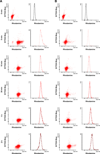 Figure S1 Cellular uptake and cytotoxicity of (A) RhoPro and (B) Rho in HT-29 cells determined through FACS analysis. Dual-wavelength FACS scattergrams showing uptake of the agents and cytotoxicity measured by the intensity of SYTOX Blue and time course of RhoPro uptake by single-channel FACS (0, 5, 15, 30, 60, and 120 min).Abbreviations: FACS, fluorescence-activated cell sorting; Rho, rhodamine; RhoPro, rhodamine-protamine.