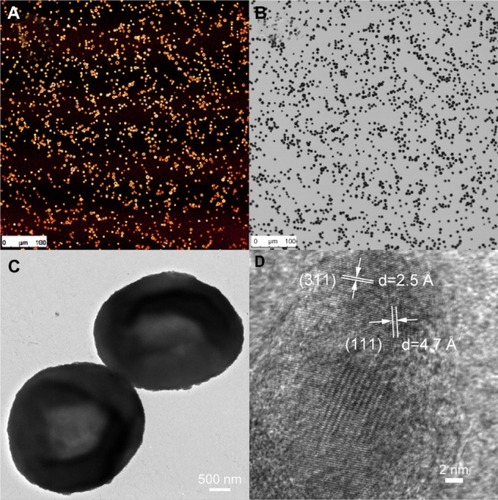 Figure 1 Properties of SPION microbubbles. SPION microbubbles seen under light microscopy (image size 550 μm × 550 μm) using the fluorescein isothiocyanate channel (A) and in bright-field microscopy setting (B). Two microbubbles seen on electron microscopy (C) and crystal lattice parameters of SPION (D) using field emission transmission electron microscopy.Abbreviation: SPION, superparamagnetic iron oxide.