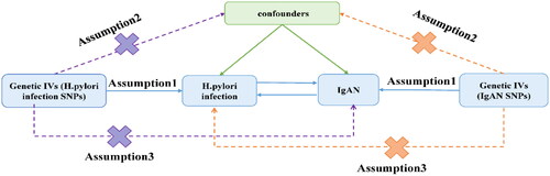 Figure 2. Schematic representation of the bidirectional MR study on the causal relationship between H. pylori infection and IgAN. IVs: instrument variants; SNP: single-nucleotide polymorphisms; IgAN, IgA nephropathy.