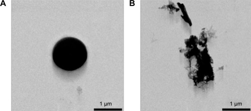 Figure 5 Transmission electron microscope micrograph of polyvinyl alcohol microbubble before (A) and after (B) high-power ultrasound exposure.