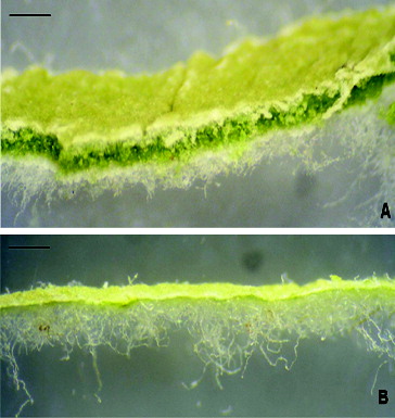 Figure 3. Transverse section of dried leaf. Tussilago farfara (A); Petasites hybridus (B).