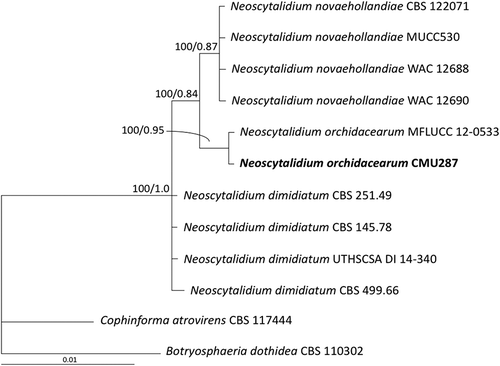 Fig. 2 Phylogram derived from maximum likelihood analysis of combined internal transcribed spacer and large subunit of rDNA sequence data for 12 fungal strains including isolate CMU287 isolated from diseased orchid leaf tissue in this study. The sequences for the other 11 fungal strains were obtained from the GenBank database. Botryosphaeria dothidea and Cophinforma atrovirens were used as outgroups. The numbers above branches represent maximum likelihood bootstrap percentages (left) and Bayesian posterior probabilities (right). Only bootstrap values ≥ 50% are shown. Isolate CMU287 sequenced in this study is indicated in bold.