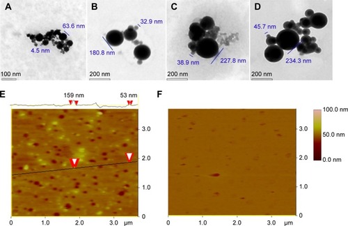 Figure 4 TEM and AFM images showing the nanostructure of the lyophilized solids of AERL in water and rat plasma.Notes: (A) TEM image of nanoparticles of AERL in water, 4.5–63.6 nm in diameter (concentration, 1.0 mg/mL). (B) TEM image of nanoparticles of AERL in water, 32.9–180.8 nm in diameter (concentration, 0.5 mg/mL). (C) TEM image of nanoparticles of AERL in water, 38.9–227.8 nm in diameter (concentration, 0.25 mg/mL). (D) TEM image of nanoparticles of AERL in water, 45.7–234.3 nm in diameter (concentration, 0.12 mg/mL). (E) AFM image of nanoparticles of AERL in rat plasma, 53–159 nm in diameter (concentration, 0.5 mg/mL). Two red arrowheads indicate the diameter of the nanoparticle. (F) AFM image of nanostructure of rat plasma alone.Abbreviations: AERL, aqueous extract of Rabdosia rubescens leaves; AFM, atomic force microscopy; TEM, transmission electron microscopy.