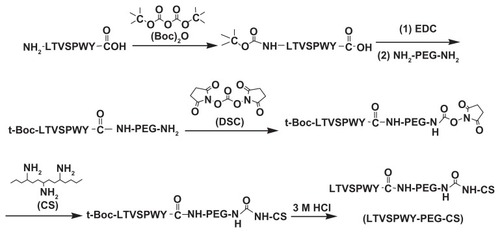 Figure 1 Synthetic scheme of LTVSPWY-PEG-CS.Abbreviations: PEG, poly(ethylene glycol); CS, chitosan.