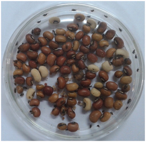 Figure 2. Adulticidal bioassay (anti-feedent method).