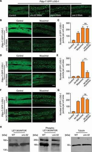 Figure 4. Basal structural damage promotes epidermal autophagy through a mechanotransduction pathway mediated by the basal CeHD receptor and LET-363/MTOR. (A) Representative confocal images showing the distribution patterns of GFP::LGG-1 driven by the epidermal-specific Pdpy-7 promoter in the young adults treated with the empty vector L4440 (control), unc-97 RNAi, pat-6 RNAi or pat-2 RNAi. (B) Representative confocal images showing the distribution patterns of Pdpy-7::GFP::LGG-1 puncta in the young adults treated with L4440 or unc-52 RNAi in the presence or absence of muscimol. (C) Quantification of the number of GFP::LGG-1 puncta per unit area in the epidermis with the indicated treatments, corresponding to results in (B). n = 6 per condition. (D) Representative confocal images showing the distribution patterns of Pdpy-7::GFP::LGG-1 puncta in the young adults treated with L4440 or let-805 RNAi in the presence or absence of muscimol. (E) Quantification of the number of GFP::LGG-1 puncta per unit area in the epidermis with the indicated treatments, corresponding to results in (D). n = 7 per condition. (F) Representative confocal images showing the distribution patterns of Pdpy-7::GFP::LGG-1 puncta in the young adults treated with L4440 or let-363 RNAi in the presence or absence of muscimol. (G) Quantification of the number of GFP::LGG-1 puncta per unit area in the epidermis with the indicated treatments, corresponding to results in (F). n ≥ 10 per condition. (H) Western blot analysis showing the total protein level and the phosphorylation level of LET-363/MTOR on serine 2448 in wild-type (WT) and unc-52(e1421) young adults. Tubulin was used as the loading control. Scale bars: 10 μm. Error bars represent mean ± SEM. ns, not significant; ***, P < 0.001 (two-tailed, unpaired t-test).