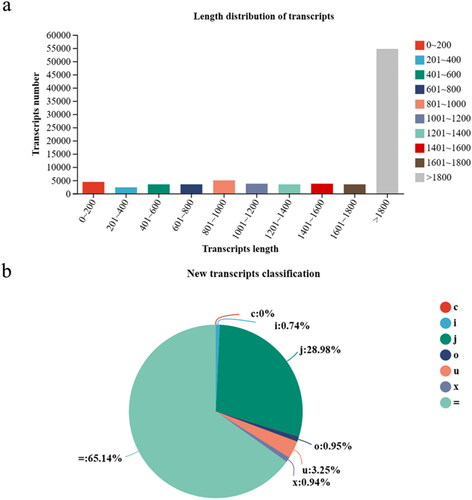 Figure 1. Transcriptome assembly and analysis. (a) Histogram of transcript length distribution. Distribution of different transcript lengths, abscissa represents the transcript length range, the ordinate is the number of transcripts within the transcript length range. (b) Pie chart of the new transcripts. c: complete match of intron chain. i: transfrag falling entirely within a reference intron. j: potentially novel isoform(fragment), at least one splice junction is share d with a reference transcript. o: generic exon overlap with a reference transcript. u: unknown, intergenic transcript. x: exon overlap with reference on the opposite strand. =: complete match of intron chain.