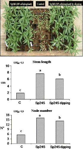 Figure 8.  Stem length and node number were positively affected by Sp245, in 80-day-old GF 677 plants (60 days after inoculum). C = control. Dipping = plants dipped 30 sec in 107 cells/ml Sp245 suspension. The data were subjected to one-way ANOVA (p<0.05).