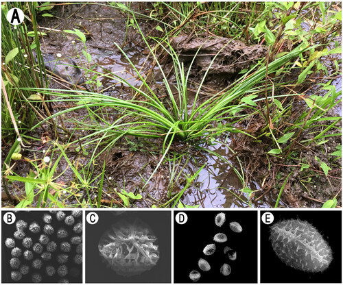 Figure 1. Isoetes orientalis (Isoetaceae). (A) Habitats; (B, C) megaspore; (D, E) microspore.