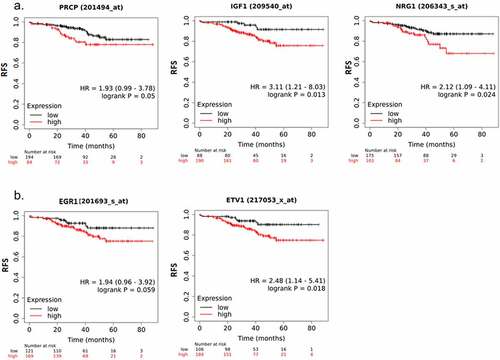 Figure 4. High expression of PRCP, IGF1/NRG1 and target genes correlates with poor prognosis. A. Analysis of PRCP, IGF1, and NRG1 gene expression in the GSE25066 dataset for ER+/HER2- BC patients treated with endocrine therapy. Kaplan-Meier shows that RFS is significantly shorter in PRCP high, IGF1 high, and NRG1 high patients compared with gene expression low patients. B. The IGF1 target genes EGR1 (AT225) and the NRG1 target gene ETV1 also significantly correlates with reduced RFS in the patients. P values (log-rank test) and case numbers are indicated on the graphs.