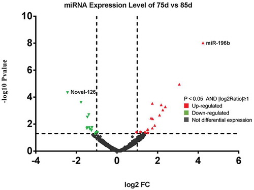 Figure 3. Differentially expressed miRNAs in sheep skin between 75 and 85 d of secondary HF morphogenesis.