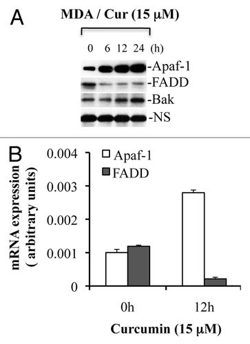 Figure 5 Curcumin treatment induces expression of Apaf-1 but downregulates FADD. MDA-MB231 cells were treated with curcumin (Cur) (15 µM) for the indicated times. At the end of treatment, samples were used for total RNA isolation or for the preparation of whole cell lysates. Equal amounts of protein were subjected to protein gel blotting for the detection of Apaf-1, FADD and Bak. A non-specific band serves as loading control. Isolated total RNAs were used to quantitate the expression of Apaf-1 and FADD using real-time PCR analysis. MDA, MDA-MB231 cells; NS, non-specific band serve as a loading control. Data are representative of three independent experiments.