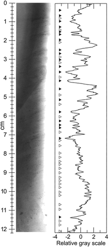 FIGURE 7. Positive x-radiograph (dark represents less penetration of x-rays) of sediment in Trap A4. Tonal changes are indicated by a normalized gray scale calculated from gray-scale values averaged over 0.5 cm width of the core, detrended linearly, and expressed as standard deviations from the mean. The effect of solitary large particles as dark objects was removed from the gray-scale plot. Prominent (solid triangles) and lesser (open triangles) darker laminae were assigned arbitrarily based on examination of the image and the peaks in gray scale.