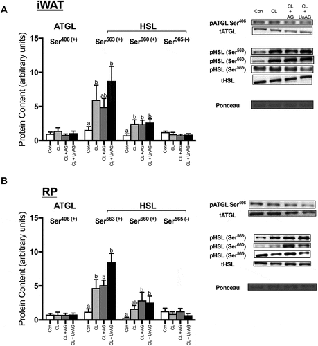 Figure 6. The in vivo effects of CL and CL + ghrelin co-injections on the activation of lipolytic enzymes ATGL and HSL in subcutaneous inguinal white (a) and visceral retroperitoneal (b) adipose tissue. Data were analyzed using a repeated measures one-way ANOVA (n = 6–8) and expressed as mean ± standard error, in arbitrary protein units (phospho/total). Data sharing a letter are not statistically different from each other. p < 0.05 was considered statistically significant.