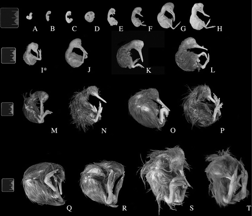 Figure 1 Kiwi (Apteryx mantelli) embryos are arranged in increasing chronological order. Scale bars appear to the left of each row (20 mm). An asterisk (*) denotes the known-age embryo. See Table 1 for details about each embryo.