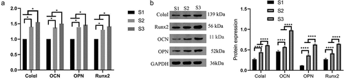 Figure 8. Expression of the ColαI, OCN, OPN and Runx2 genes (* indicates P < 0.05). MC3T3-E1 cells were cocultured with sterilized composite artificial bone materials (C-HA composite artificial bone (S1), nanopearl powder/C-HA composite artificial bone (S2), and nanopearl powder/C-HA/rhBMP-2 composite artificial bone (S3)). A. RT–qPCR analysis of the expression of the ColαI, OCN, OPN and Runx2 mRNAs. B. Western blot analysis of the expression of the ColαI, OCN, OPN and Runx2 proteins.