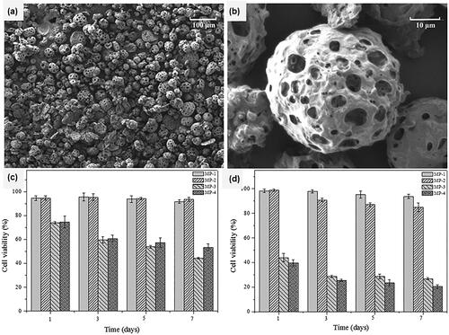 Figure 10. The SEM micrographs of (a) porous PLGA microspheres loaded with doxorubicin and PEI25K/miR-519c (MP-4) and (b) the porous surface, and in-vitro cell viability evaluation of A549 cells treated with the release supernatants from different types of porous PLGA microparticles for 24 h (c) and 48 h (d). Adapted from with permission Wu et al. (Citation2016). Copyright 2016, American Chemical Society.