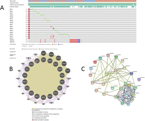 Figure 7. Genetic alteration and PPI network analyses of MS4A family genes in lung cancer patients. (A) Summary of alterations in MS4A family genes in lung cancer. (B,C) Protein-protein interaction network of MS4A family genes.