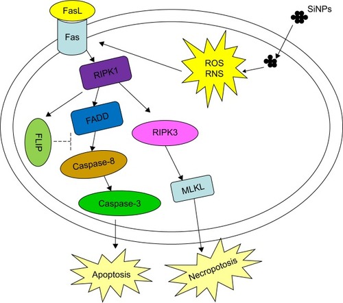 Figure 9 The possible mechanism of SiNPs on spermatogenic cells.Abbreviations: SiNPs, silica nanoparticles; ROS, reactive oxygen species; RNS, reactive nitrogen species; FasL, Fas ligand.