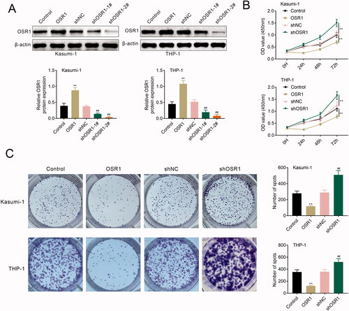 Figure 2. Silence of OSR1 contributed to acute myeloid leukaemia cell proliferation. (A) Protein expression of OSR1 was increased in Kasumi-1 and THP-1 transfected with pcDNA-OSR1 and decreased by shRNA-OSR1. (B) Over-expression of OSR1 reduced the cell viability of Kasumi-1 and THP-1, shRNA-mediated silence of OSR1 enhanced the cell viability. (C) Over-expression of OSR1 reduced the cell proliferation of Kasumi-1 and THP-1, shRNA-mediated silence of OSR1 enhanced the cell proliferation. ** vs. control, p < .01. ## vs. shNC, p < .01.