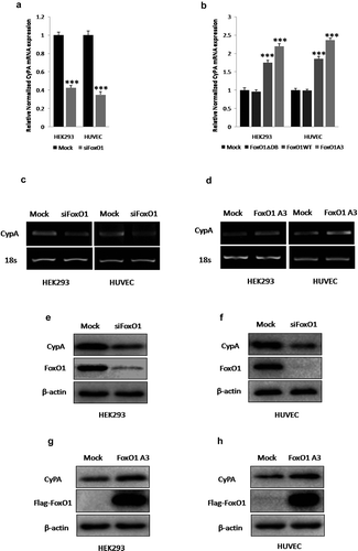 Figure 2. FoxO1 promotes CyPA expression. FoxO1 knockdown by using siFoxO1 significantly decreased CyPA mRNA expression, as determined by performing (a) real time-qPCR and CyPA mRNA expression was significantly upregulated in cells expressing WT FoxO1 and constitutively active FoxO1 A3, but not in cells expressing loss-of-function FoxO1 ∆DB, as determined by performing (b) real time-qPCR and real time-qPCR results were confirmed by performing corresponding (c and d) RT-sqPCR, which were consistent with the real time-qPCR shown. (e and f) FoxO1 knockdown with siFoxO1 significantly decreased CyPA protein expression in the indicated cells. (g and h) CyPA protein expression was significantly upregulated in cells expressing the constitutively active FoxO1 A3. Data were presented as mean ± SD of 3 independent experiments. ***,p < 0.001 (two-tailed Student’s t-test).