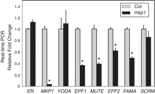 Figure 2. Transcript levels of stomata-related genes in mkp1(Col) mutants.Ten-day-old seedlings were used for qRT-PCR analysis. Data were collected from three biological replicates, and the expression fold changes were normalized to the transcript level in wild-type (Col). Error bars represent standard deviations (n = 3). Significant difference compared with Col: *P< .01 by Student’s t test.