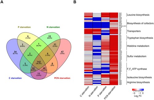 Figure 4. Analysis of fitness determinants under starvation stresses. (a) The Venn diagrams showed the numbers of fitness determinants under nutrient stress conditions. (b) Heatmap highlighting biologically relevant clusters. A cluster analysis was performed using the log2 FC values of the 61 genes that were shown to be essential under at least one starvation condition.