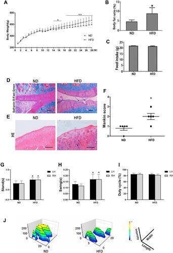 Figure 2 Effects of a 28-week HFD on stifle-joint articular cartilage in rats. (A) Body weight, for ND group (N = 12) or HFD group (N = 54); (B) Body fat ratio; (C) food intake; (D) Safranin O/Fast Green staining (original magnification, 40 x, Scale bars = 500 µm); (E) H & E staining (original magnification, 200 x, Scale bars = 200 µm); (F) Modified Mankin scores; (G–J) Analysis of gait indices: Swing (G); Stand (H); Duty cycle (I) and footprint histograms (J). Arrows indicate sites of cartilage damage. Independent sample t-test was used to test for statistical significance. Data were expressed as the mean ± SD, N = 5, *p < 0.05, **p < 0.01 versus the ND group.