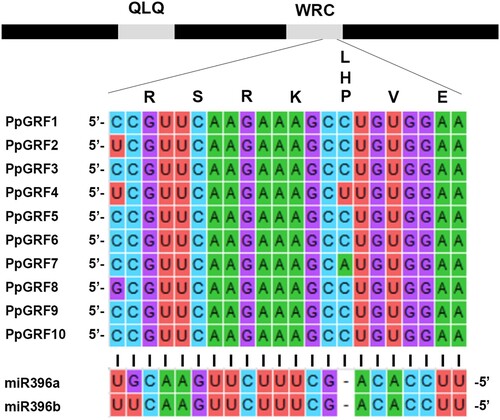 Figure 9. Prediction of the miR396 target site. Scheme representing the GRF genes. The interaction of the ten GRFs from peach with miR396 is shown. QLQ and WRC indicate the conserved domains that define the GRF family.