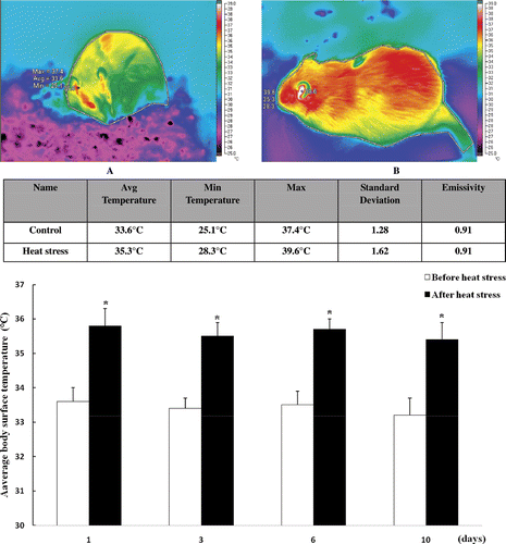 Figure 2. Body surface temperature of rats before (A) and after (B) heat stress. Rat body surface temperature was significantly increased after 2 h heat exposure at 40°C. Values represent the mean ± SE, n = 6 rats for each group. *P < 0.05 for the temperature after heat stress versus before heat stress.