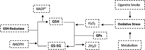 Figure 4.  Diagrammatic representation of the GSH redox system. The oxidant hydrogen peroxide (H2O2) generated from oxidative stress is neutralized by the glutathione redox system with the assistance of GSH-reductase and glutathione peroxidase.
