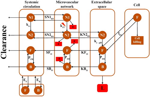 Figure 2. Multi-compartment model. Therapeutic agents are exchanged based on concentration gradients between compartments. Primary nanoparticles are not considered to enter the tissue due to their large size. Only the escape of free and bound drugs into the bloodstream is considered due to their low concentration. N1: Primary nanoparticles, N2: Secondary nanoparticles, F: Free drug, B: Bound drug, L: Lymphatic system, E: Elimination, krs: Release rate at body temperature, krT: Release rate at melting point, kr−pH: Release rate at acidic environment, PFB: Association/dissociation with protein, EF: Free dox exchange with other body tissue, EB: Bound dox exchange with other body tissue, SN1IO: Primary nanoparticle exchange between systemic circulation and microvascular network, SN2IO: Secondary nanoparticle exchange between systemic circulation and microvascular network, SN2IO: Secondary nanoparticle exchange between microvascular network and interstitium, SFO: Escape of free drug to the systemic circulation, SBO: Escape of bound drug to the systemic circulation, KFO: Escape of free drug to microvascular network, KBO: Escape of free drug to microvascular network, IIO: Free drug exchange between extracellular and intracellular space.