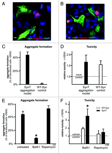 Figure 5. Transient transfection with the SynT aggregation model leads to α-synuclein positive aggregate formation (green, A) in 40–50% of transfected cells (C), whereas transfection with WT-syn did not result in aggregation (green, B and C) and served as control. Note that transfected cells (either with SynT or WT-syn) were not caspase-3 positive (red, A and B). Nuclei were stained in blue (A and B). (D) Toxicity as measured by the release of adenylate kinase in transfected cells (fold of mock transfected cells) showed no difference between the SynT-aggregation model (n = 9) or WT-Syn control (n = 7). Inhibition of ALP using BafA1 reduced the number of cells with SynT-aggregates (E, *p < 0.001) paralleled by increased toxicity of SynT (F, *p < 0.05). Treating WT-Syn transfected cells with BafA1 did not result in aggregation and its toxicity was not affected by ALP modulation. ALP activation by rapamycin did not alter toxicity or aggregation in transfected cells. Scale bars: 10 µm.