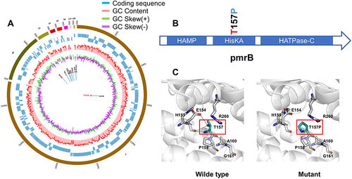 Figure 2 Mechanisms of resistance. (A) Genomic map of K. pneumoniae 20JS63 harbored antibiotic resistance genes including kpc-2, CTX-M-65, SHV-11, TEM-1B, rmtB, qnrS1, tetA, and dfrA14. (B) Position of mutation in pmrB gene conferring colistin resistance. (C) Interatomic interaction between residue at the 157 (red mark) position and neighbor residue of both wild- and mutant-type PmrB protein.