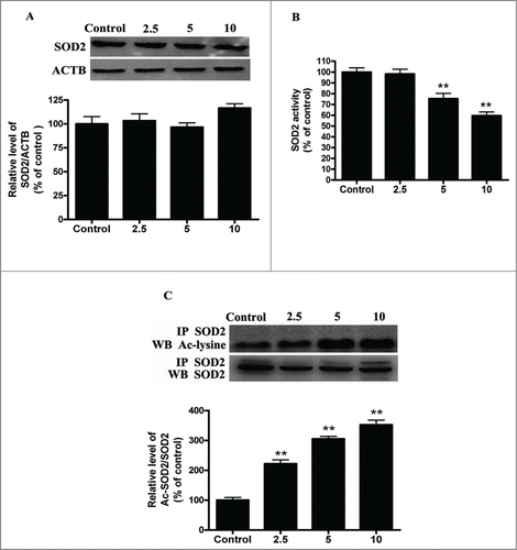 Figure 3. Cd exposure increases acetylated-SOD2 expression in HepG2 cells in a dose-dependent manner. (A) Representative immunoblot of SOD2 protein levels in HepG2 cells. (B) SOD2 activity in HepG2 cells (C) Acetylation of SOD2 after Cd exposure was determined by immunoprecipitation with an anti-SOD2 antibody, followed by immunoblot analysis of acetylated-lysine. The results are expressed as a percentage of the control, which is set at 100 %. The values are presented as the means ± SEM, **p < 0.01 versus the control group. (n = 4.)