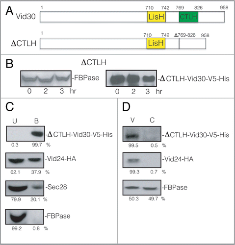 Figure 10 FBPase degradation is inhibited in the ΔCTLH mutant. (A) Schematic illustration of the position of the LisH and CTLH domains in Vid30 and the CTLH domain that was deleted to produce the CTLH domain mutant. (B) The CTLH domain of Vid30 was deleted and the mutant protein was tagged with V5-His. FBPase degradation was examined. The levels of ΔCTLH-Vid30-V5-His were determined. (C) Cells that co-expressed ΔCTLH-Vid30-V5-His and Vid24-HA were shifted to glucose for 20 min. Total lysates were prepared and ΔCTLH-Vid30-V5-His was pulled down. The presence of ΔCTLH-Vid30-V5-His, Vid24-HA, Sec28 and FBPase in the unbound and bound fractions was determined. (D) Cells that co-expressed ΔCTLH-Vid30-V5-His and Vid24-HA were glucose starved for three d and re-fed with glucose for 20 min. The distribution of ΔCTLH-Vid30-V5-His, Vid24-HA and FBPase in the Vid vesicle and cytosolic enriched fractions was examined and quantitated using ImageJ software.