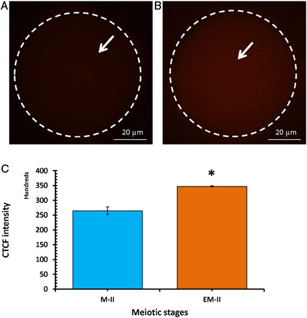 Figure 4. Representative photographs of postovulatory aging-induced increase of cytosolic free Ca2+ level. Cytosolic free Ca2+ level in ovulated eggs was measured using Fluo-3 AM. (A) Ovulated egg arrested at M-II stage. (B) Egg underwent postovulatory aging-induced abortive SEA (EM-II). (C) Bars showing the CTCF analysis of three independent experiments. Values are mean ± SEM of three independent experiments. Data analyzed by Student's t-test, *P < 0.05.