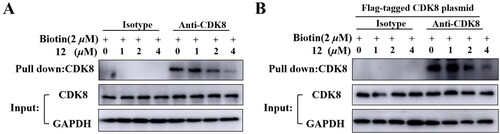Figure 5. Compound 12 and biotin bind to CDK8 protein competitively. (A) Compound 12 binds to CDK8 protein in HCT-116 cells. (B)Compound 12 binds to CDK8 protein in HEK293T cells.