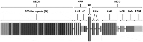 Figure 1. Structure of the Notch2 receptor. NECD – Notch extracellular domain, NRR – negative regulatory region, TM – transmembrane domain, NICD – Notch intracellular domain, EGF – epidermal growth factor, LNR – cysteine-rich Lin repeats, HD – heterodimerization domain, RAM – RAM domain, ANK – ankyrin repeats, NCR – cysteine response region, TAD – transactivation domain, PEST – transactivation domain rich in proline (P), glutamine (E), serine (S), and threonine (T) residues.